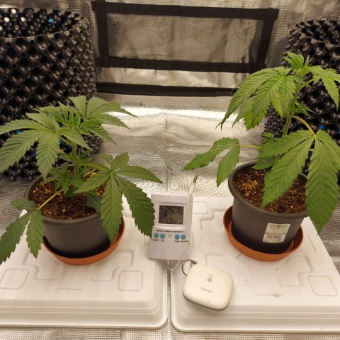 Strawberry Bubbles growlog timeline photo