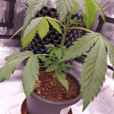 Strawberry Bubbles growlog timeline photo