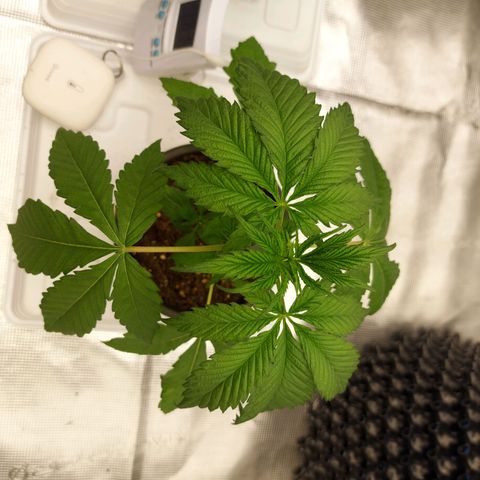 Strawberry Bubbles growlog timeline photo