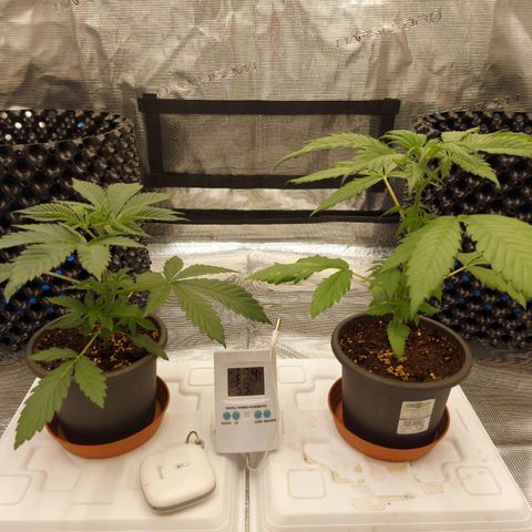 Strawberry Bubbles growlog timeline photo