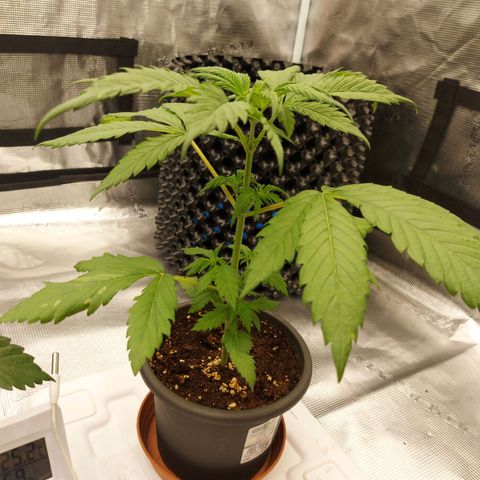 Strawberry Bubbles growlog timeline photo