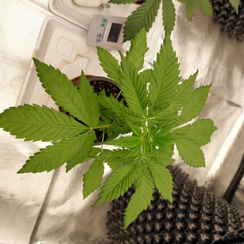 Strawberry Bubbles growlog timeline photo