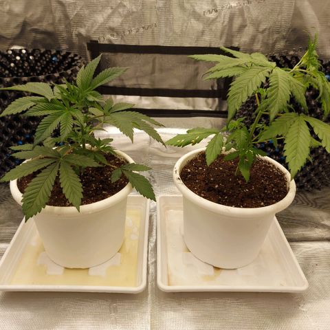 Strawberry Bubbles growlog timeline photo
