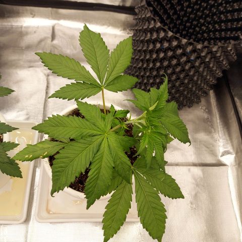 Strawberry Bubbles growlog timeline photo