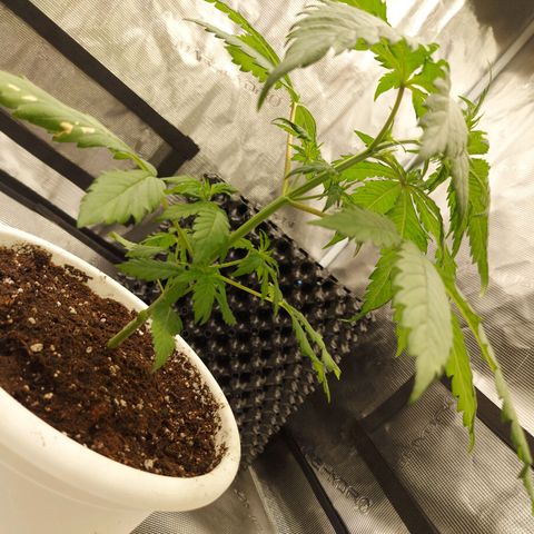 Strawberry Bubbles growlog timeline photo
