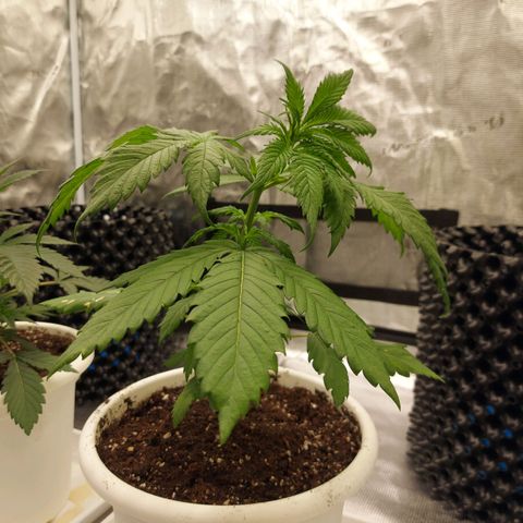 Strawberry Bubbles growlog timeline photo