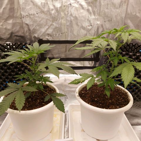 Strawberry Bubbles growlog timeline photo