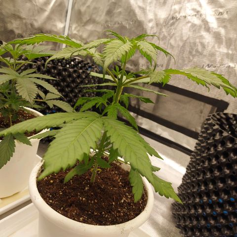 Strawberry Bubbles growlog timeline photo