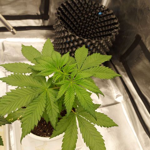 Strawberry Bubbles growlog timeline photo
