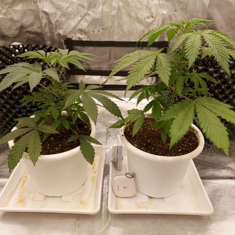 Strawberry Bubbles growlog timeline photo