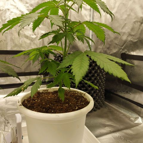 Strawberry Bubbles growlog timeline photo