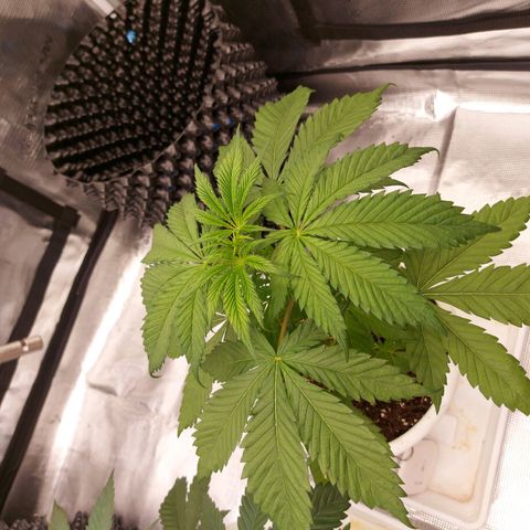 Strawberry Bubbles growlog timeline photo