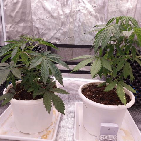 Strawberry Bubbles growlog photo: After topping night