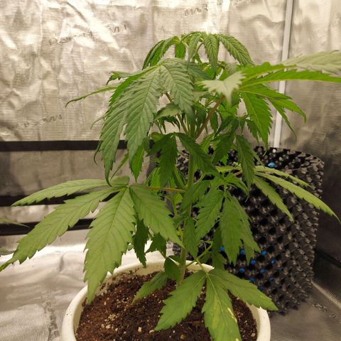 Strawberry Bubbles growlog timeline photo