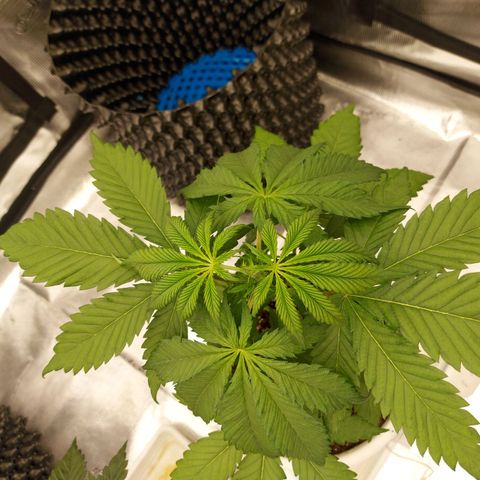 Strawberry Bubbles growlog timeline photo