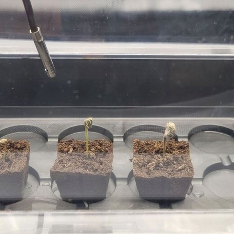 WW #1 growlog timeline photo