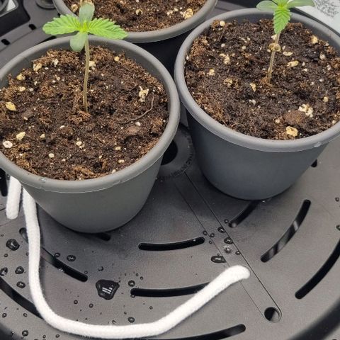 WW #1 growlog timeline photo