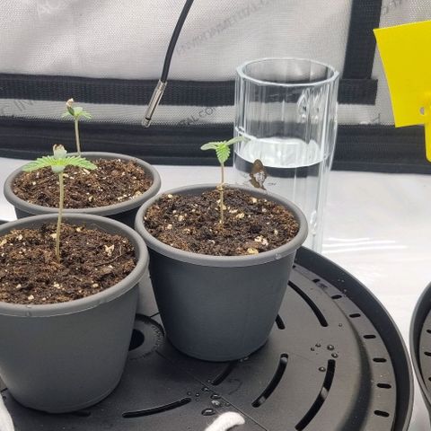 WW #1 growlog timeline photo