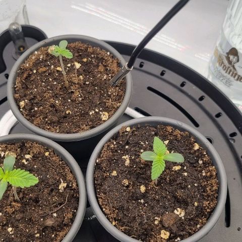 WW #1 growlog timeline photo