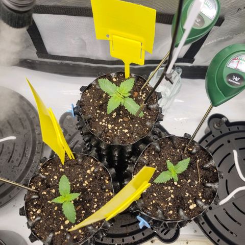 WW #1 growlog timeline photo