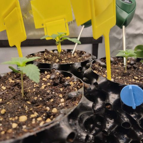 WW #1 growlog timeline photo