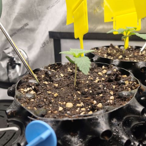 WW #1 growlog timeline photo