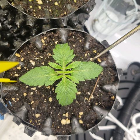 WW #1 growlog timeline photo