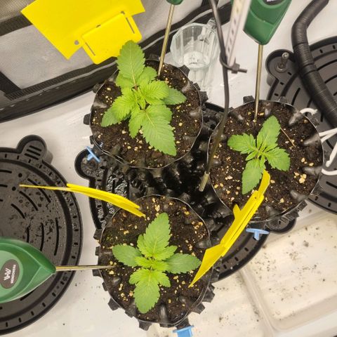 WW #1 growlog timeline photo
