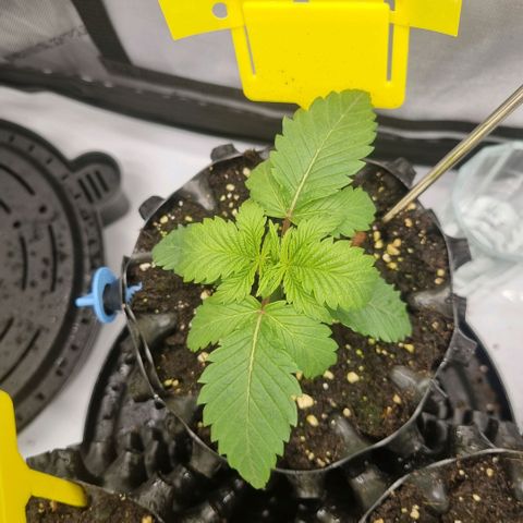 WW #1 growlog timeline photo