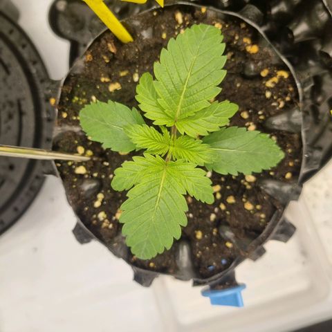 WW #1 growlog timeline photo