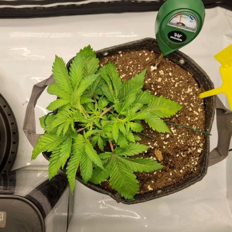 WW #1 growlog timeline photo