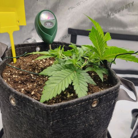 WW #1 growlog timeline photo
