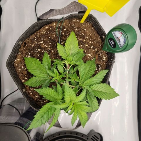 WW #1 growlog timeline photo