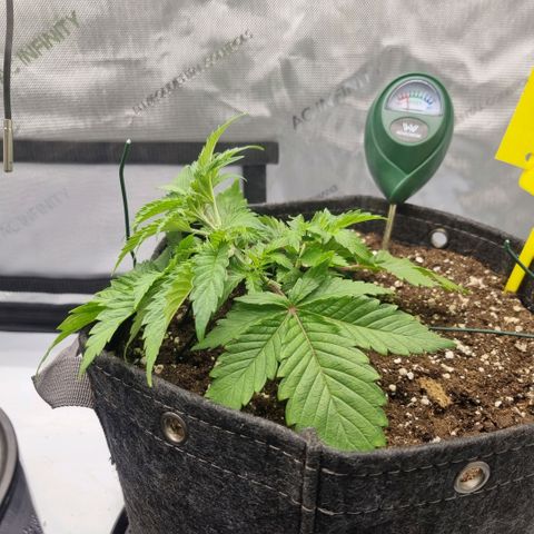 WW #1 growlog timeline photo