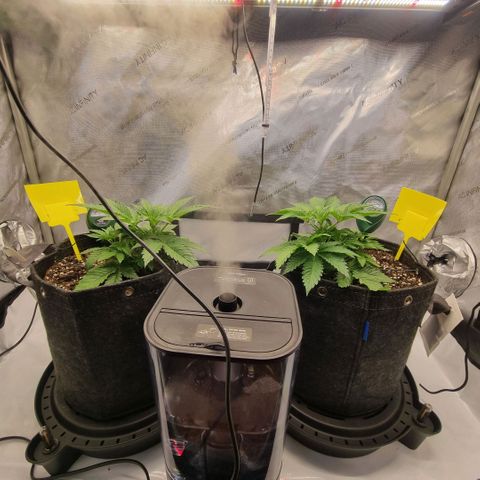 WW #1 growlog timeline photo