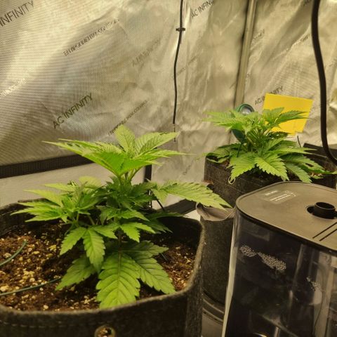 WW #1 growlog timeline photo