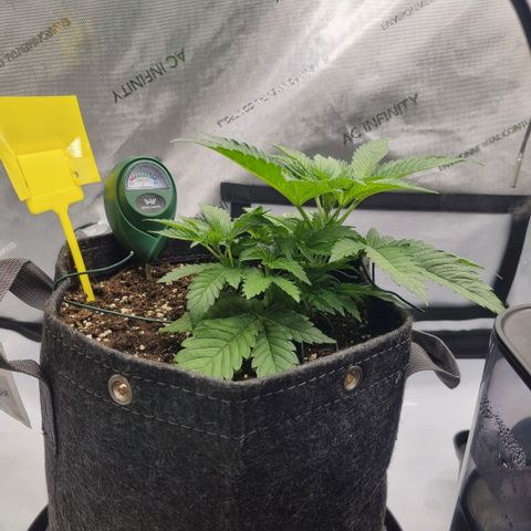 WW #1 growlog timeline photo