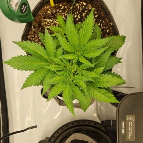 WW #1 growlog timeline photo