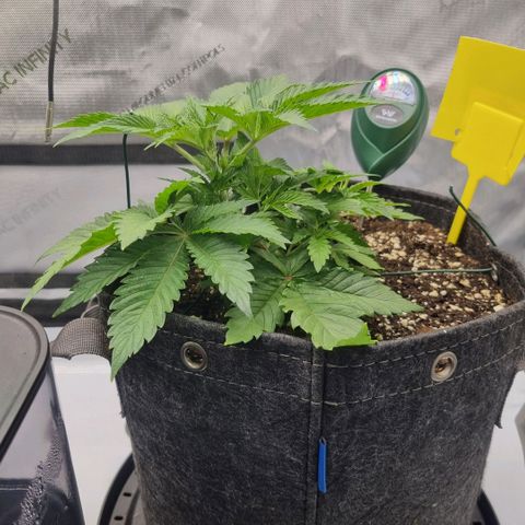WW #1 growlog timeline photo