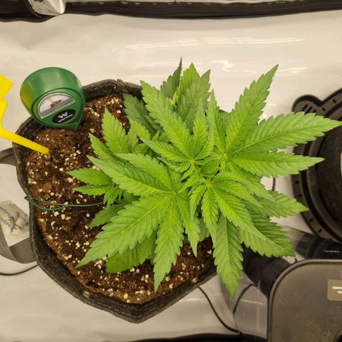 WW #1 growlog timeline photo