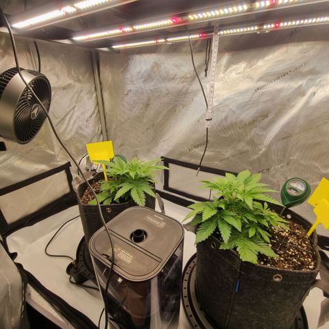 WW #1 growlog timeline photo