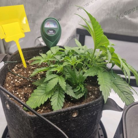 WW #1 growlog timeline photo