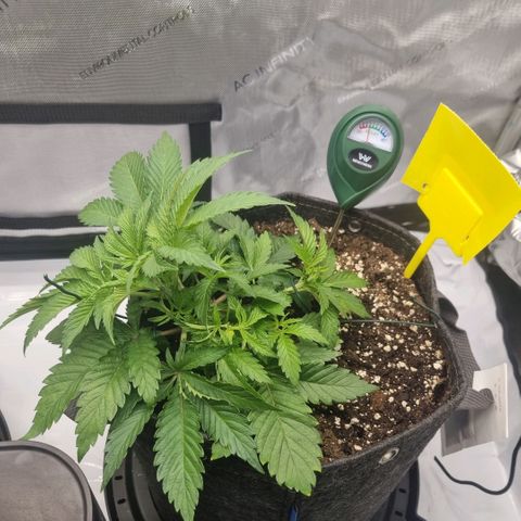 WW #1 growlog timeline photo