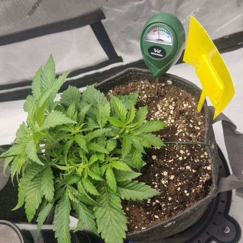 WW #1 growlog timeline photo