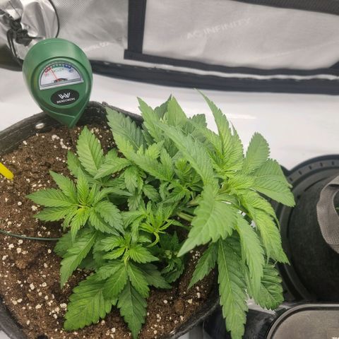 WW #1 growlog timeline photo