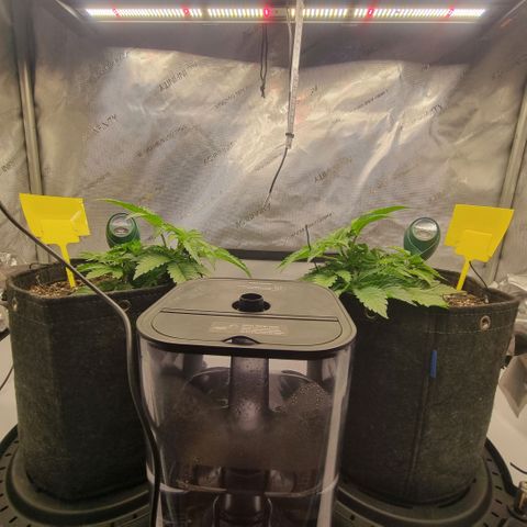 WW #1 growlog timeline photo
