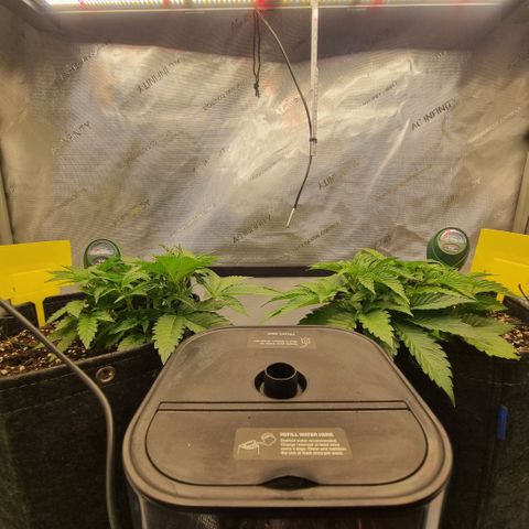 WW #1 growlog timeline photo