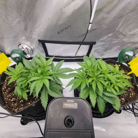 WW #1 growlog timeline photo