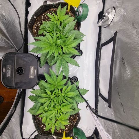 WW #1 growlog timeline photo