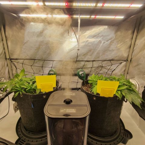 WW #1 growlog timeline photo